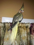 image of cockatiel