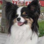 image of papillon