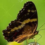 image of banded_butterfly #136