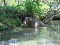 image of water_buffalo