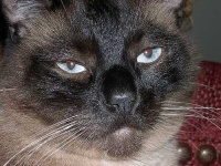 image of siamese_cat #9