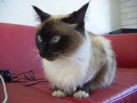 image of birman #3