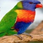 image of bird