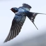 image of bird