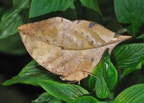 image of leaf