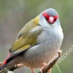 image of bird