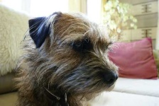 image of border_terrier #10