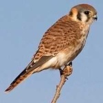 image of bird