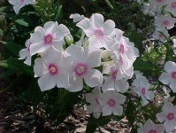image of flower