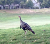 image of animal