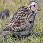 image of smiths_longspur #33