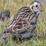 image of bird