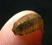 image of isopod