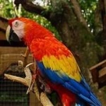 image of bird