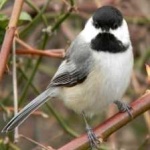 image of black_capped_chickadee #3