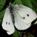 image of animal
