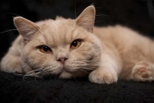 image of animal