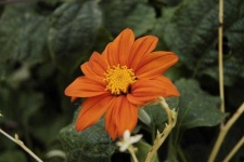 image of flower