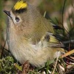 image of bird