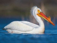 image of animal