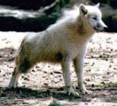 image of white_wolf