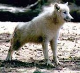 image of white_wolf #17