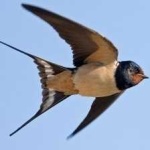 image of bird
