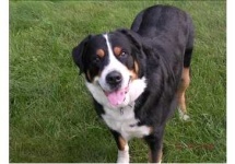 image of greater_swiss_mountain_dog