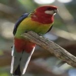 image of bird