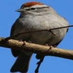 image of bird