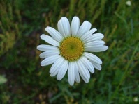 image of flower