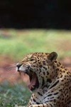 image of jaguar_car
