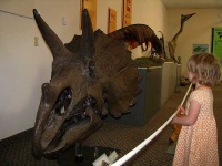 image of triceratops