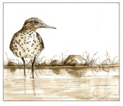 image of animal