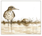 image of sandpiper #3