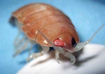 image of isopod