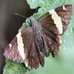 image of banded_butterfly #189