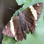 image of animal