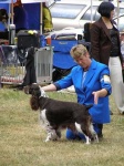 image of english_springer