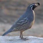 image of bird