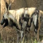 image of animal