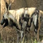 image of african_wild_dog #32