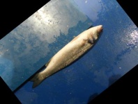 image of fish