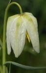 image of flower