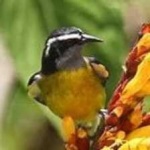 image of bananaquit #13