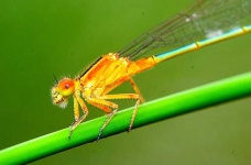 image of damselfly #11