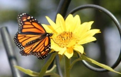 image of monarch #33