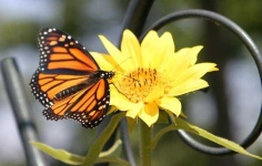 image of monarch