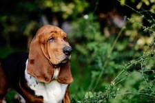 image of basset_hound #30