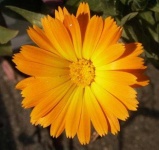 image of flower